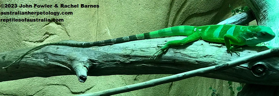 Lau Banded Iguana (Brachylophus fasciatis) photographed at Alligator Bay (Reptile Park) near Mont Saint Michel, France